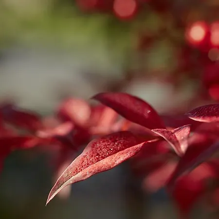 Castillo Del Bosque La Zoreda Hotel 5*